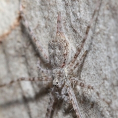 Tamopsis sp. (genus) at Hackett, ACT - 4 May 2019 12:45 PM