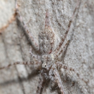 Tamopsis sp. (genus) at Hackett, ACT - 4 May 2019 12:45 PM