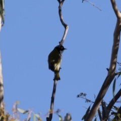 Melithreptus lunatus at Michelago, NSW - 29 Apr 2019 09:05 AM