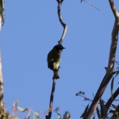 Melithreptus lunatus at Michelago, NSW - 29 Apr 2019