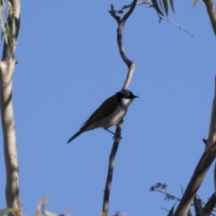 Melithreptus lunatus at Michelago, NSW - 29 Apr 2019 09:05 AM