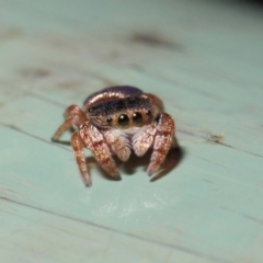 Simaethula sp. (genus) (A jumping spider) at Acton, ACT - 4 May 2019 by TimL