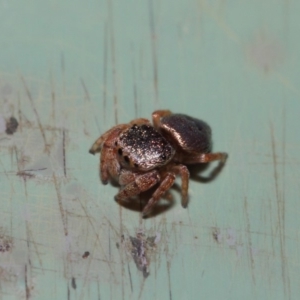 Simaethula sp. (genus) at Acton, ACT - 4 May 2019