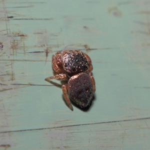 Simaethula sp. (genus) at Acton, ACT - 4 May 2019