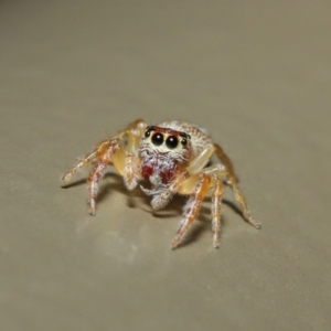 Opisthoncus sexmaculatus at Acton, ACT - 4 May 2019