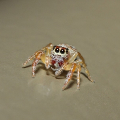 Opisthoncus sexmaculatus (Six-marked jumping spider) at ANBG - 4 May 2019 by TimL