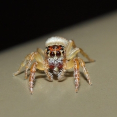 Opisthoncus sexmaculatus at Acton, ACT - 4 May 2019