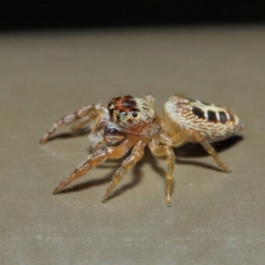 Opisthoncus sexmaculatus at Acton, ACT - 4 May 2019