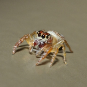 Opisthoncus sexmaculatus at Acton, ACT - 4 May 2019 01:56 PM