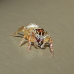 Opisthoncus sexmaculatus at Acton, ACT - 4 May 2019