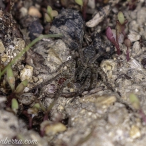 Lycosidae (family) at Paddys River, ACT - 27 Apr 2019