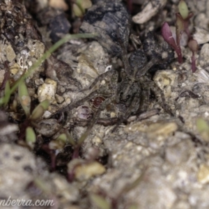 Lycosidae (family) at Paddys River, ACT - 27 Apr 2019