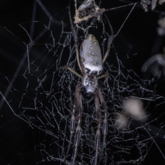 Trichonephila edulis (Golden orb weaver) at Namadgi National Park - 27 Apr 2019 by BIrdsinCanberra