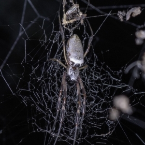 Trichonephila edulis at Paddys River, ACT - 27 Apr 2019