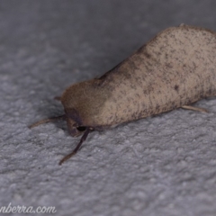 Fisera (genus) (Unidentified Fisera moths) at Paddys River, ACT - 27 Apr 2019 by BIrdsinCanberra