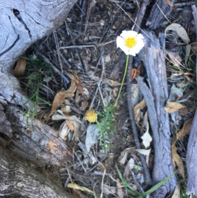 Brachyscome aculeata (Hill Daisy) at Black Flat at Corrowong - 28 Apr 2019 by BlackFlat