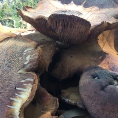 Gymnopilus sp. (Gymnopilus) at Black Flat at Corrowong - 8 May 2019 by BlackFlat