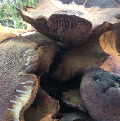 Gymnopilus sp. (Gymnopilus) at Black Flat at Corrowong - 8 May 2019 by BlackFlat