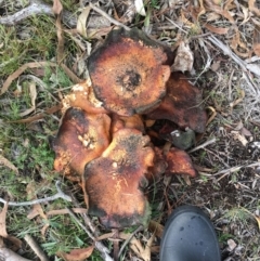 Gymnopilus sp. at Corrowong, NSW - 8 May 2019