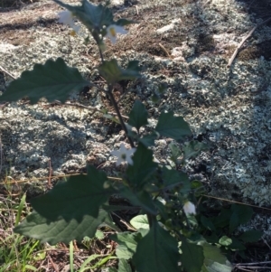 Solanum nigrum at Corrowong, NSW - 28 Apr 2019