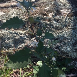 Solanum nigrum at Corrowong, NSW - 28 Apr 2019 11:13 AM