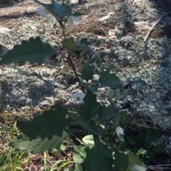 Solanum nigrum (Black Nightshade) at Black Flat at Corrowong - 28 Apr 2019 by BlackFlat