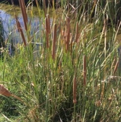 Typha sp. (Cumbungi) at Corrowong, NSW - 28 Apr 2019 by BlackFlat