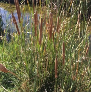 Typha sp. at Corrowong, NSW - 28 Apr 2019