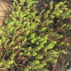 Myriophyllum sp. (Water-milfoil) at Corrowong, NSW - 28 Apr 2019 by BlackFlat