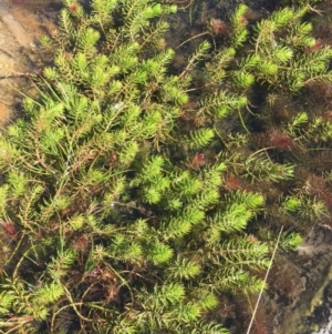 Myriophyllum sp. at Corrowong, NSW - 28 Apr 2019