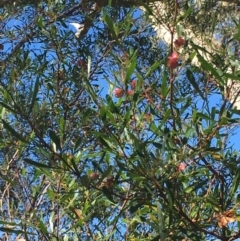 Dodonaea viscosa (Hop Bush) at Black Flat at Corrowong - 28 Apr 2019 by BlackFlat