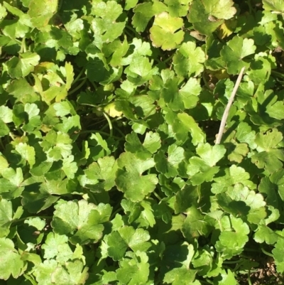 Hydrocotyle sp. at Black Flat at Corrowong - 28 Apr 2019 by BlackFlat