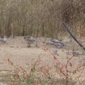 Ocyphaps lophotes at Michelago, NSW - 24 Mar 2019