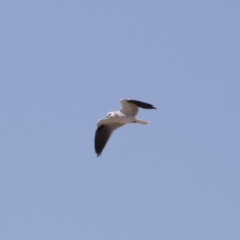 Elanus axillaris (Black-shouldered Kite) at Illilanga & Baroona - 30 Sep 2018 by Illilanga