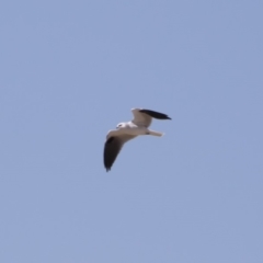 Elanus axillaris (Black-shouldered Kite) at Michelago, NSW - 30 Sep 2018 by Illilanga