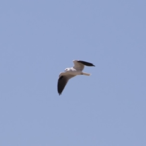 Elanus axillaris at Michelago, NSW - 1 Oct 2018