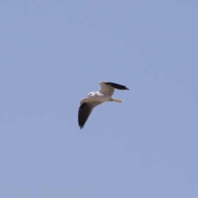 Elanus axillaris (Black-shouldered Kite) at Michelago, NSW - 1 Oct 2018 by Illilanga