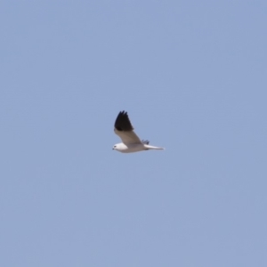 Elanus axillaris at Michelago, NSW - 1 Oct 2018