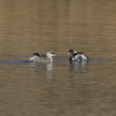 Poliocephalus poliocephalus (Hoary-headed Grebe) at Illilanga & Baroona - 1 Jul 2018 by Illilanga