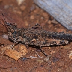 Pycnostictus seriatus (Common Bandwing) at Mount Majura - 4 May 2019 by kdm