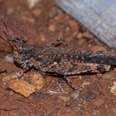 Pycnostictus seriatus (Common Bandwing) at Watson, ACT - 4 May 2019 by kdm