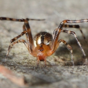 Cryptachaea veruculata at Hackett, ACT - 4 May 2019 12:46 PM