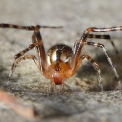 Cryptachaea veruculata (Diamondback comb-footed spider) at Hackett, ACT - 4 May 2019 by TimL