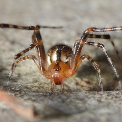 Cryptachaea veruculata (Diamondback comb-footed spider) at Hackett, ACT - 4 May 2019 by TimL