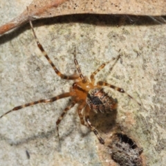 Cryptachaea veruculata at Hackett, ACT - 4 May 2019 12:46 PM