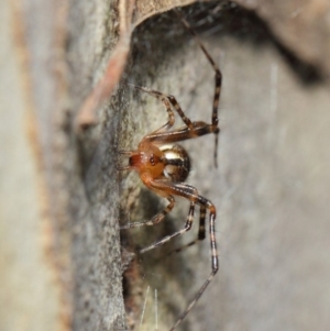 Cryptachaea veruculata at Hackett, ACT - 4 May 2019 12:46 PM