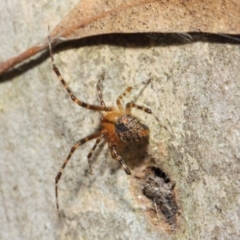 Cryptachaea veruculata at Hackett, ACT - 4 May 2019