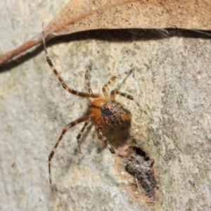 Cryptachaea veruculata at Hackett, ACT - 4 May 2019 12:46 PM