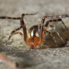 Cryptachaea veruculata at Hackett, ACT - 4 May 2019 12:46 PM