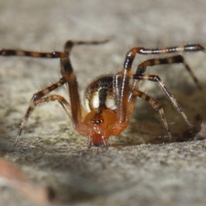 Cryptachaea veruculata at Hackett, ACT - 4 May 2019 12:46 PM